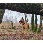 Meteor bal met touw 60mm