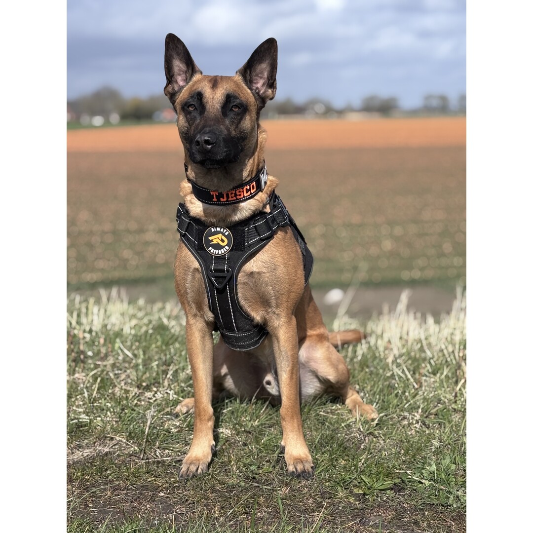 Always Prepared® Halsband IDENT – Professionele halsband met vaste borduring