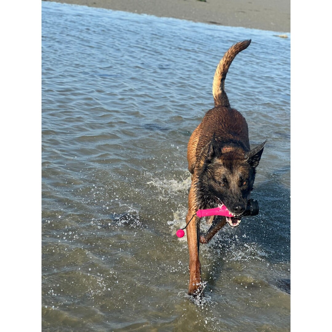 ProFloat – Rocket Floating Dog Toy with Throw Rope (23 cm)