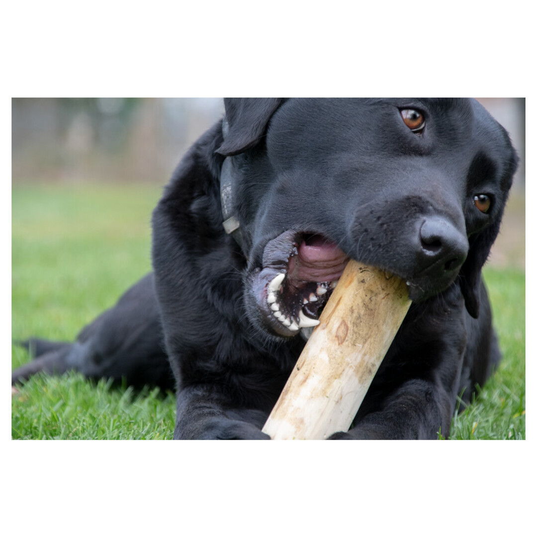 Ruffwood Coffee Bone