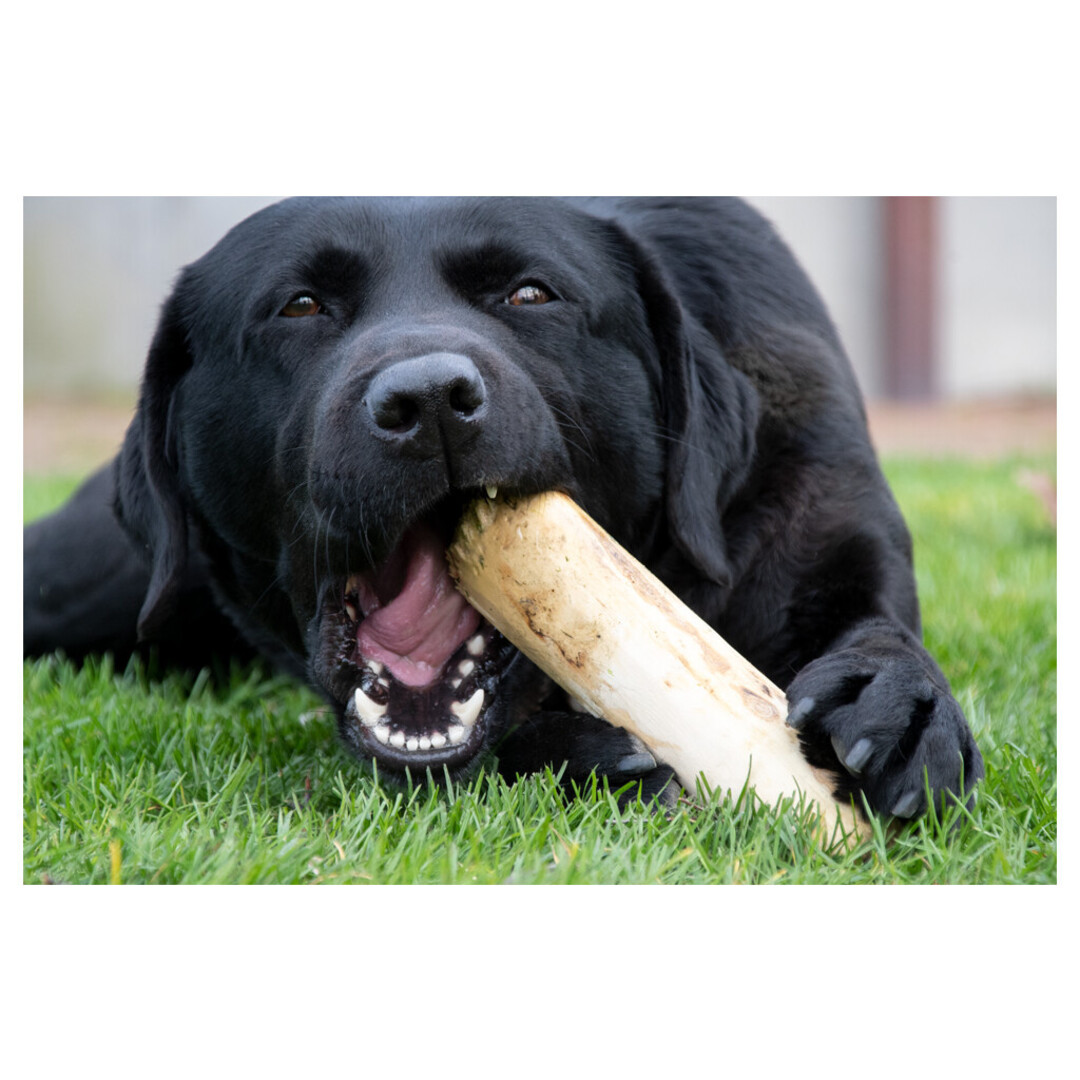 Ruffwood Coffee Bone