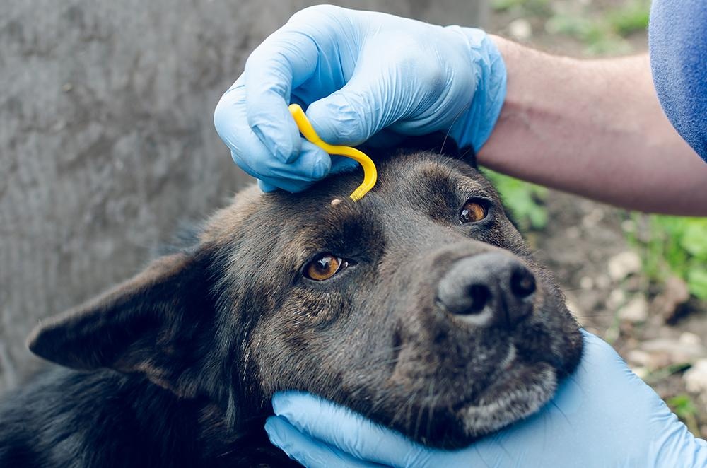 Teken bij honden