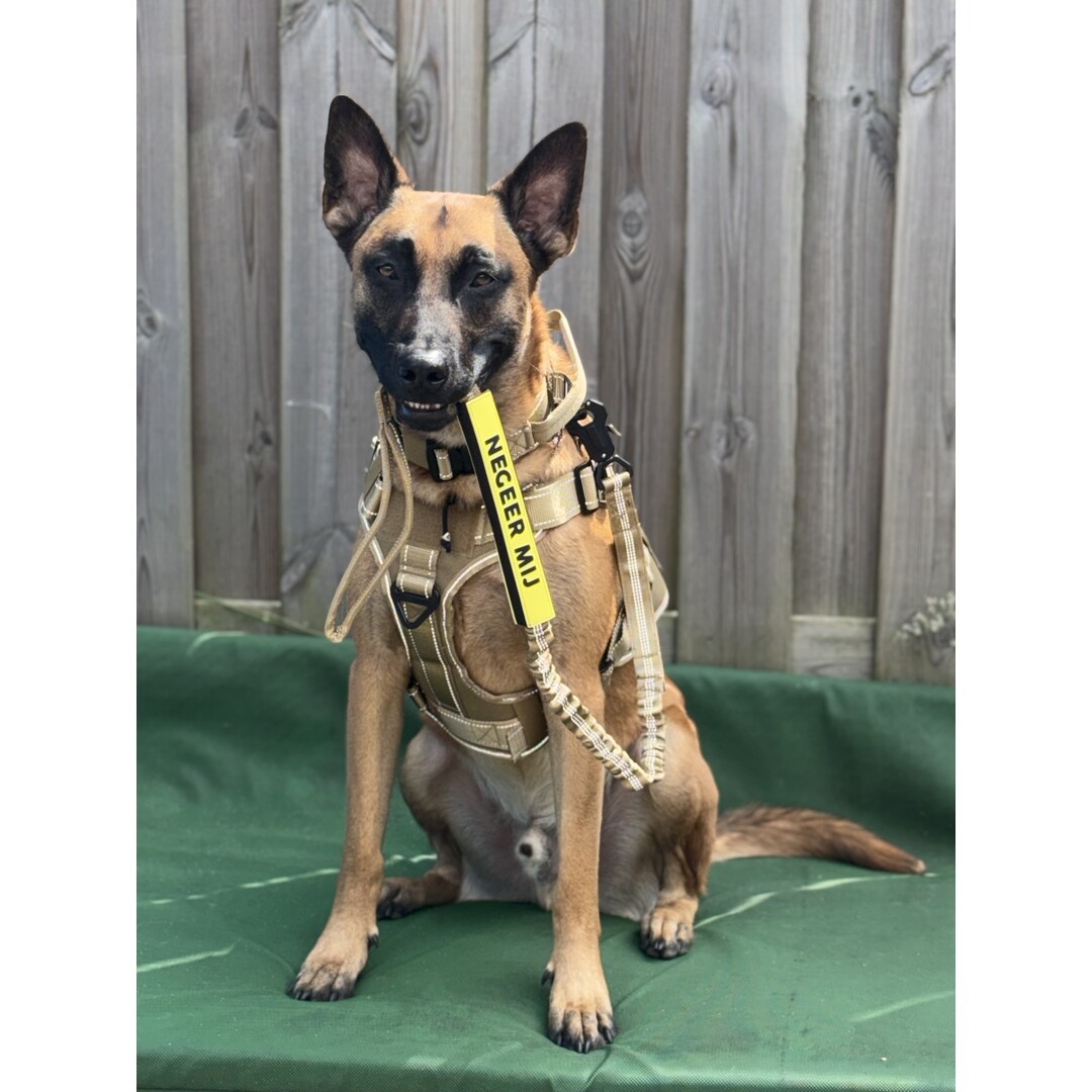Leash Sleeve