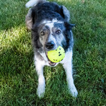 KONG Reflex Ball L