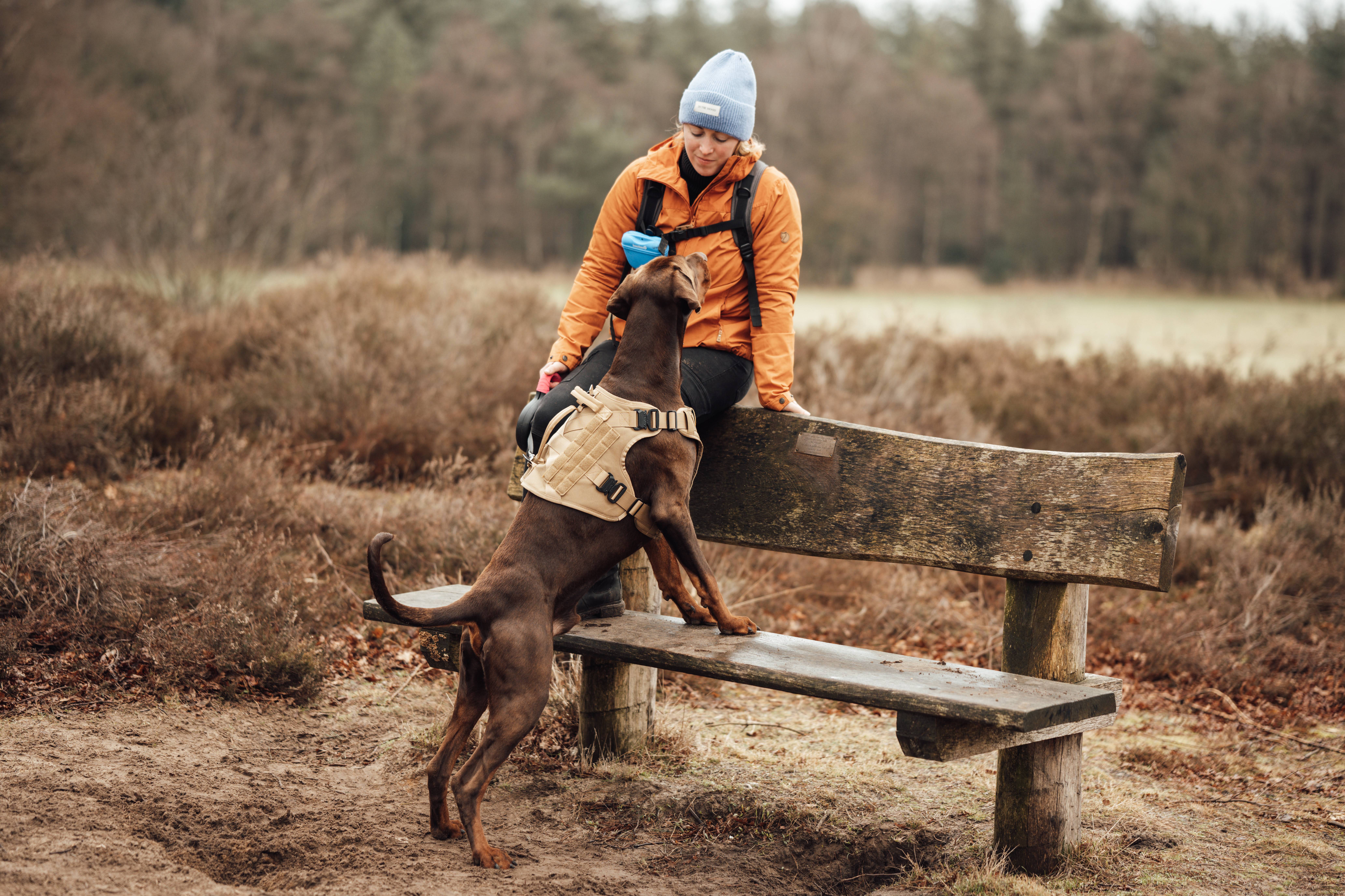 De beste gear voor jouw hond