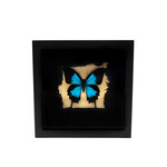 SCHILDERIJ VLINDER PAPILIO ULYSSES