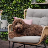 Dex relax tuinset 5-delig | wicker + aluminium | Bamboo taupe