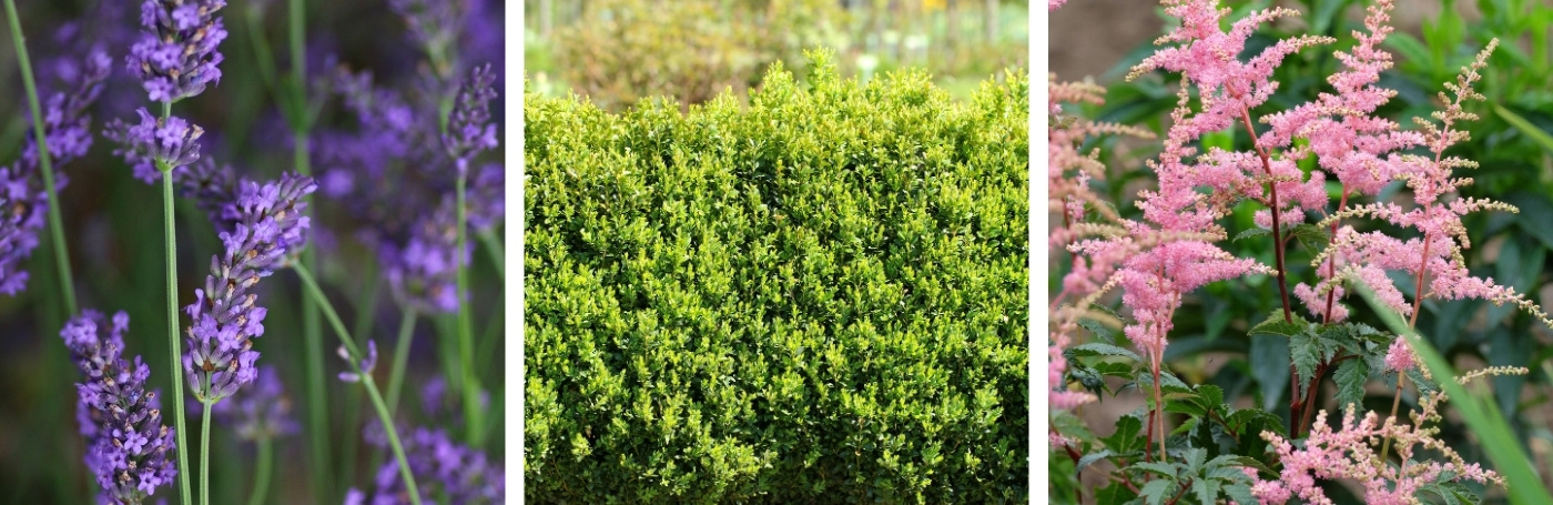 Tuin op het oosten beplanting