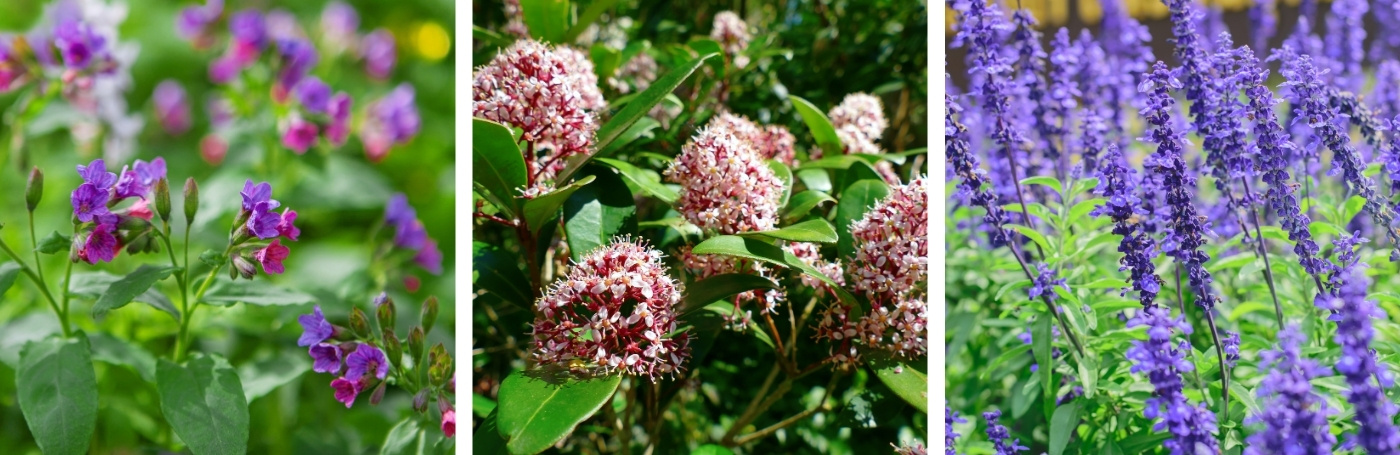 Tuin op het noorden beplanting
