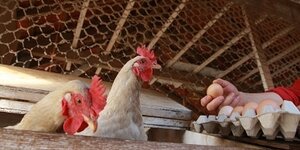 Eitjes koken in de EcoStoof®  is een eitje!