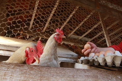 Eitjes koken in de EcoStoof®  is een eitje!
