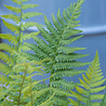 Dryopteris Dryopteris filix-mas Dryopteris Dryopteris filix-mas