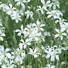 Cerastium Cerastium 'Tomentosum' Cerastium Cerastium 'Tomentosum'