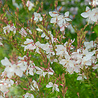 Gaura Gaura lindheimeri Gaura Gaura lindheimeri