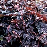 Heuchera Heuchera micrantha 'Palace Purple' Heuchera Heuchera micrantha 'Palace Purple'