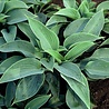 Hosta Hosta 'Halcyon' Hosta Hosta 'Halcyon'