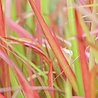 Imperata Imperata cylindrica 'Red Baron' Imperata Imperata cylindrica 'Red Baron'