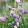 Allium Allium schoenoprasum Allium Allium schoenoprasum