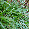 Carex Carex morrowii 'Irish Green' Carex Carex morrowii 'Irish Green'