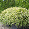 Hakonechloa Hakonechloa macra Hakonechloa Hakonechloa macra