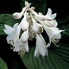 Hosta Hosta 'Royal Standard' Hosta Hosta 'Royal Standard'