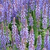 Salvia Salvia nemorosa 'Blauhugel' Salvia Salvia nemorosa 'Blauhugel'
