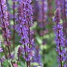 Salvia Salvia nemorosa 'Caradonna' Salvia Salvia nemorosa 'Caradonna'