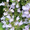 Salvia Salvia officinalis 'Berggarten' Salvia Salvia officinalis 'Berggarten'