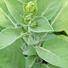 Salvia Salvia officinalis 'Berggarten' Salvia Salvia officinalis 'Berggarten'
