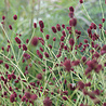 Sanguisorba Sanguisorba officinalis 'Tanna' Sanguisorba Sanguisorba officinalis 'Tanna'
