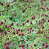 Sanguisorba Sanguisorba officinalis 'Tanna' Sanguisorba Sanguisorba officinalis 'Tanna'