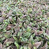 Leptinella Leptinella potentillina Leptinella Leptinella potentillina