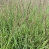 Moliniea Molinia caerulea 'Moorhexe' Moliniea Molinia caerulea 'Moorhexe'
