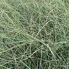 Miscanthus Miscanthus sinensis 'Morning Light' Miscanthus Miscanthus sinensis 'Morning Light'