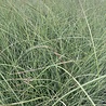 Miscanthus Miscanthus sinensis 'Morning Light' Miscanthus Miscanthus sinensis 'Morning Light'