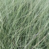 Miscanthus Miscanthus sinensis 'Morning Light' Miscanthus Miscanthus sinensis 'Morning Light'