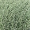 Miscanthus Miscanthus sinensis 'Morning Light' Miscanthus Miscanthus sinensis 'Morning Light'