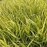 Panicum Panicum virgatum 'Heavy Metal' Panicum Panicum virgatum 'Heavy Metal'