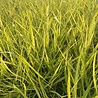 Panicum Panicum virgatum 'Heavy Metal' Panicum Panicum virgatum 'Heavy Metal'