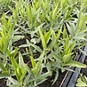 Amsonia Amsonia 'Blue Ice' Amsonia Amsonia 'Blue Ice'