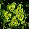 Euphorbia Euphorbia amygdaloides var. 'Robbiae' Euphorbia Euphorbia amygdaloides var. 'Robbiae'