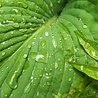 Hosta Hosta 'Royal Standard' Hosta Hosta 'Royal Standard'