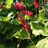Persicaria Persicaria amplexicaulis 'Blackfield' Persicaria Persicaria amplexicaulis 'Blackfield'