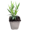 Amsonia Amsonia 'Blue Ice' Amsonia Amsonia 'Blue Ice'