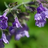 Nepeta Nepeta faassenii Nepeta Nepeta faassenii