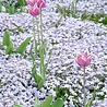 Phlox Phlox (S) 'Emerald Cushion Blue' Phlox Phlox (S) 'Emerald Cushion Blue'