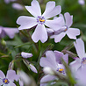 Phlox Phlox (S) 'Emerald Cushion Blue' Phlox Phlox (S) 'Emerald Cushion Blue'