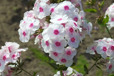 Phlox