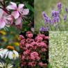 Borderbeplanting Bijen- en vlinder borderbundel Borderbeplanting Bijen- en vlinder borderbundel