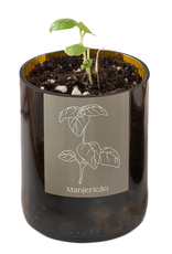 Life In A Bag, Bottle Garden, Basilikum